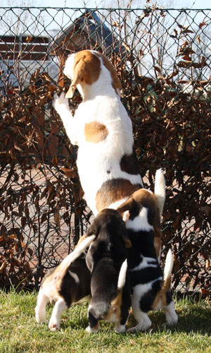 Beaglewelpen mit ihrer Mutter